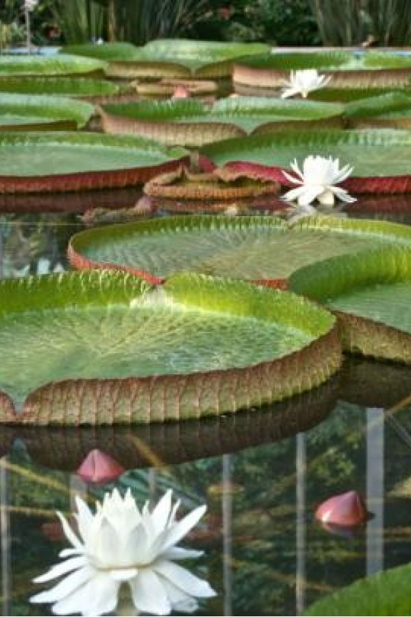 Detail of botanical garden Villa Taranto